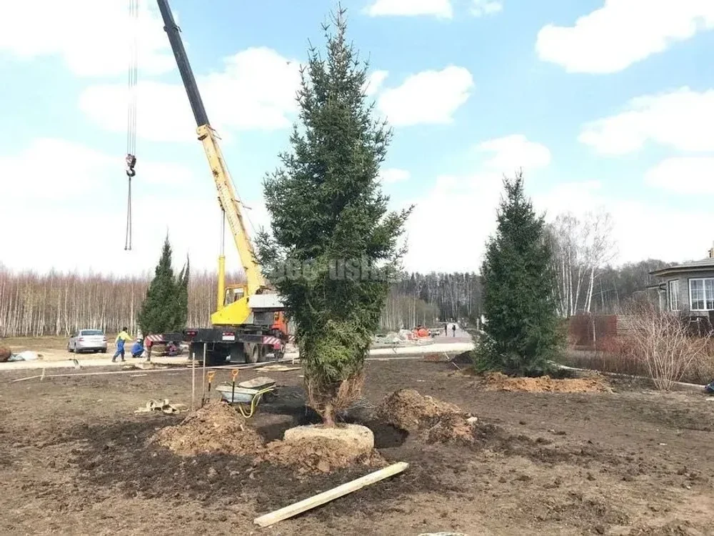 Пересадка крупномеров